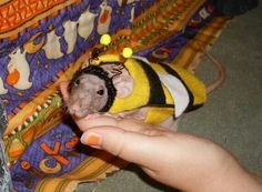 a person holding a small rodent wearing a yellow and black jacket on it's head