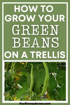 green beans growing on a tree with the words how to grow your green beans on a trellis