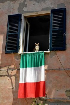 a cat is sitting in the window sill