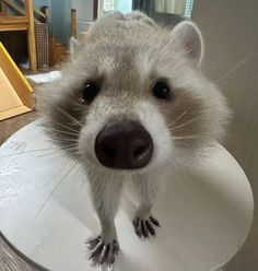 a close up of a small animal on a table