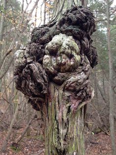 an old tree in the woods has been carved to look like a human face and is covered with moss