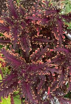 purple and green plants are growing in the garden