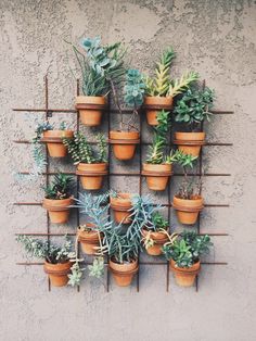 there are many potted plants on the wall