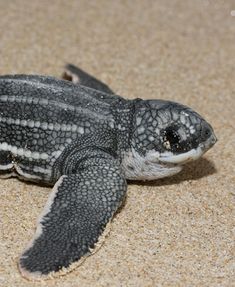 a baby turtle is laying on the sand