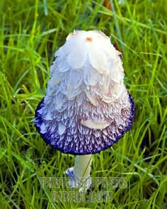 a close up of a mushroom in the grass