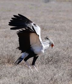 a large bird with its wings spread out in the middle of an open field,