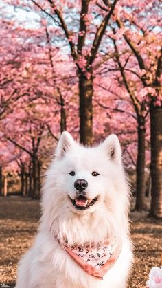 a white dog sitting on top of a field next to trees with pink flowers in the background