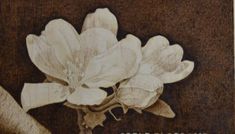 a drawing of a white flower on a brown background