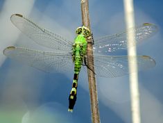 a green dragonfly sitting on top of a wooden stick