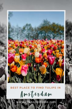 Photo of the tulips in Keukenhof Gardens - the best place to find tulips in Amsterdam