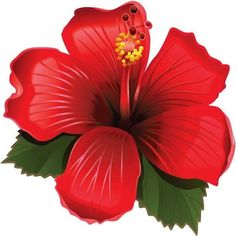 4.5in x 4.5in (114.3mm x 114.3mm) Red Hibiscus Vinyl StickerRed Hibiscus Vinyl Sticker Description:This sticker is 4.5 inches wide by 4.5 inches tall when applied. The sticker depicts a red hibiscus framed by lush green leaves. The sticker is die cut, so no white border will remain after the sticker is applied. This quality-made will look great on cups and tumblers, vehicles, and other flat, hard surfaces! Hibiscus Icon, Hibiscus Recipe, Hibiscus Drawing, Hibiscus Bouquet, Hibiscus Drink, Growing Hibiscus, Hibiscus Tree, Hibiscus Garden, Hibiscus Leaves