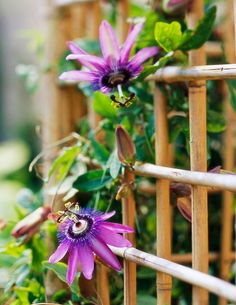 purple flowers growing on the side of a wooden fence