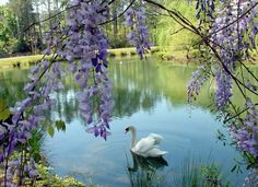 a swan swimming in a pond surrounded by purple flowers