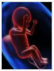 womb Early Pregnancy, Natural Pregnancy, Medicine Journal, Speech Pathology, Speech Language Pathology, Therapy Activities