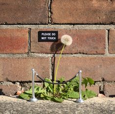 a brick wall with a dandelion growing out of it and the words explore posts below