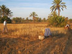 two men in a field with palm trees and one is holding a bucket full of water