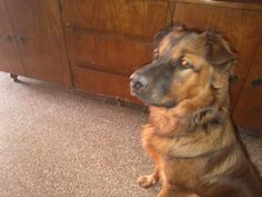 a dog sitting on the floor in front of a wooden cabinet with drawers behind it