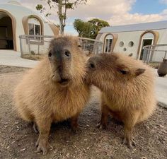 two capybaras standing next to each other in front of a building with round windows