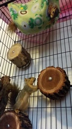 the squirrels are playing with each other on the floor next to some wood slices