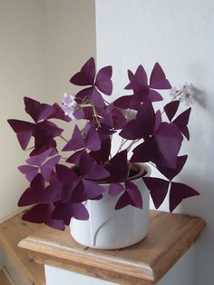 a white vase filled with purple flowers sitting on top of a wooden table next to a wall