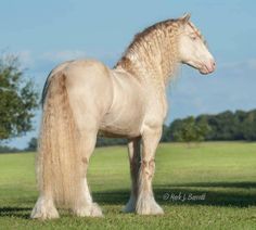 a large white horse standing on top of a lush green grass covered field with trees in the background