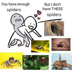 some pictures with different types of spiders and one is saying, you have enough spiders but