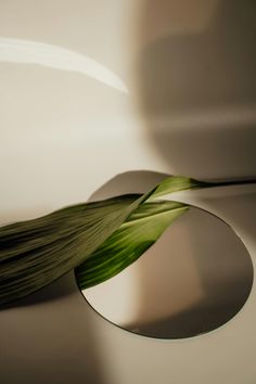 a single green leaf laying on top of a white table next to a round mirror