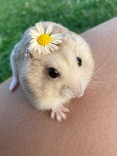 a gerbil with a flower on its head sitting on someone's arm