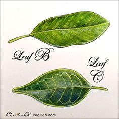 three green leaves with the words leaf b, leaf c and leaf d