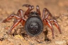 a close up of a spider on the ground