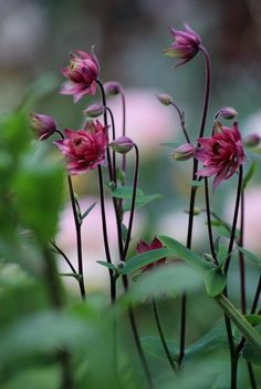 pink flowers with green leaves in the foreground and blurry back ground behind them