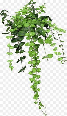 a plant with green leaves hanging from it's stems, transparent background png