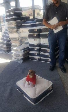 a man standing next to a small dog on top of a bed in an office