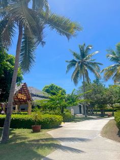 palm trees line the pathway to a tropical resort