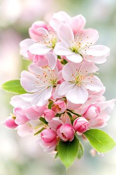 pink flowers are blooming on a tree branch