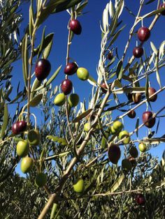 olives growing on an olive tree with blue sky in the background