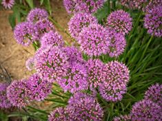 some purple flowers are growing in the dirt