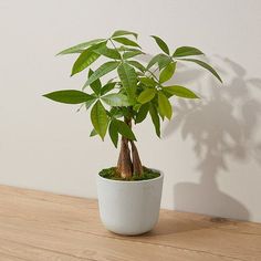 a potted plant on a wooden table