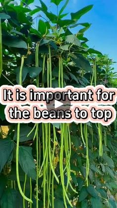 the words it is important for the beans to top on a photo of green plants