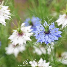 some blue and white flowers are in the grass