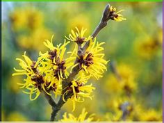 Witch hazel is a natural remedy for various skin and scalp conditions. Learn about its benefits and how to use the astringent. Facts About Witches, What Is Witch Hazel, Red Scalp, Benefits Of Witch Hazel, Flowers In Season, Witch Hazel Uses, World Of Flowers, Androgenetic Alopecia, Homemade Deodorant