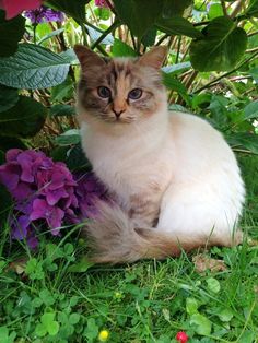 a cat is sitting in the grass next to some purple flowers and green leaves,