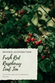 fresh red raspberry leaf tea in front of a chain link fence with text overlay