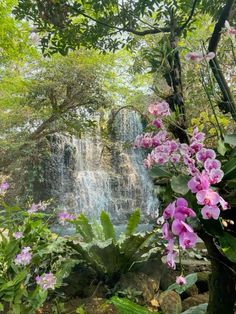 purple orchids are blooming in front of a waterfall