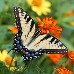 a white and black butterfly sitting on top of an orange flower filled with yellow flowers