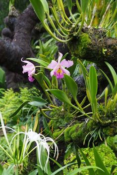 pink and white orchids growing on the side of a tree in a tropical forest