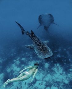 a woman swims in the water next to a large whale and a manta ray