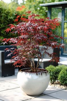 a potted plant sitting on top of a patio