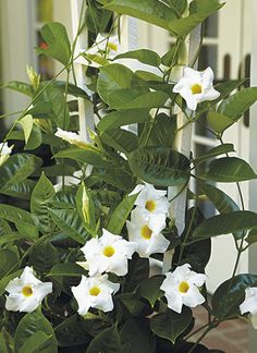 a potted plant with white flowers and green leaves in front of a house door