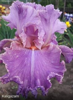 a large purple flower with water droplets on it's petals in a garden area